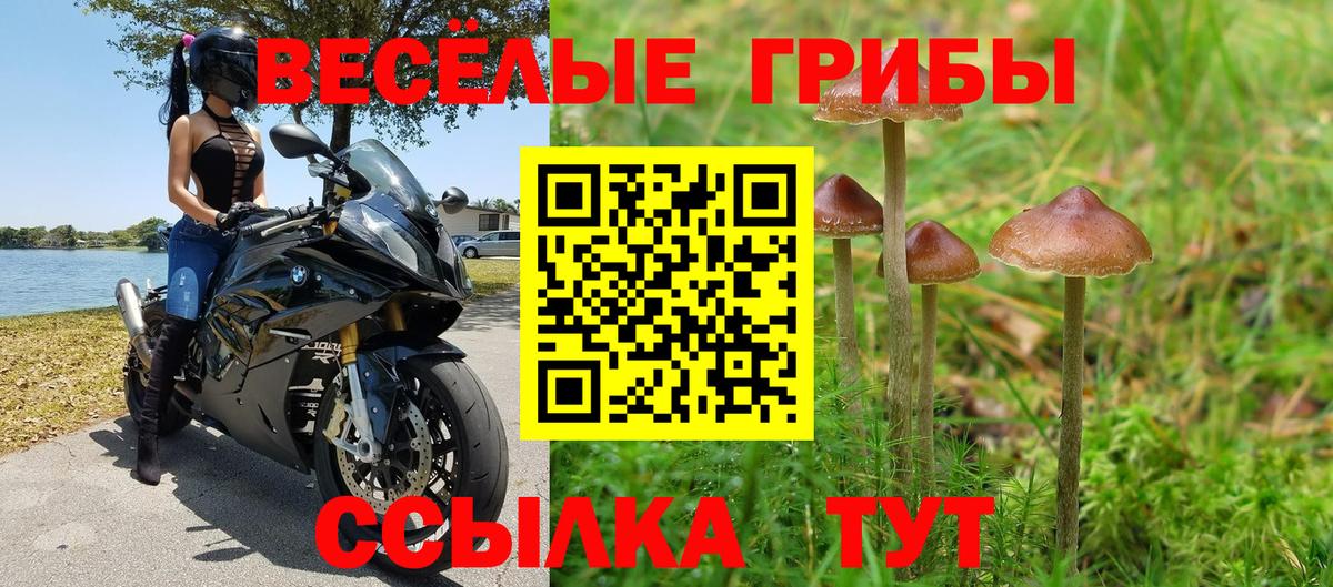 Курчатов  Галлюциногенные грибы Cubensis  Галлюциногенные грибы Cubensis  Вход с VPN 